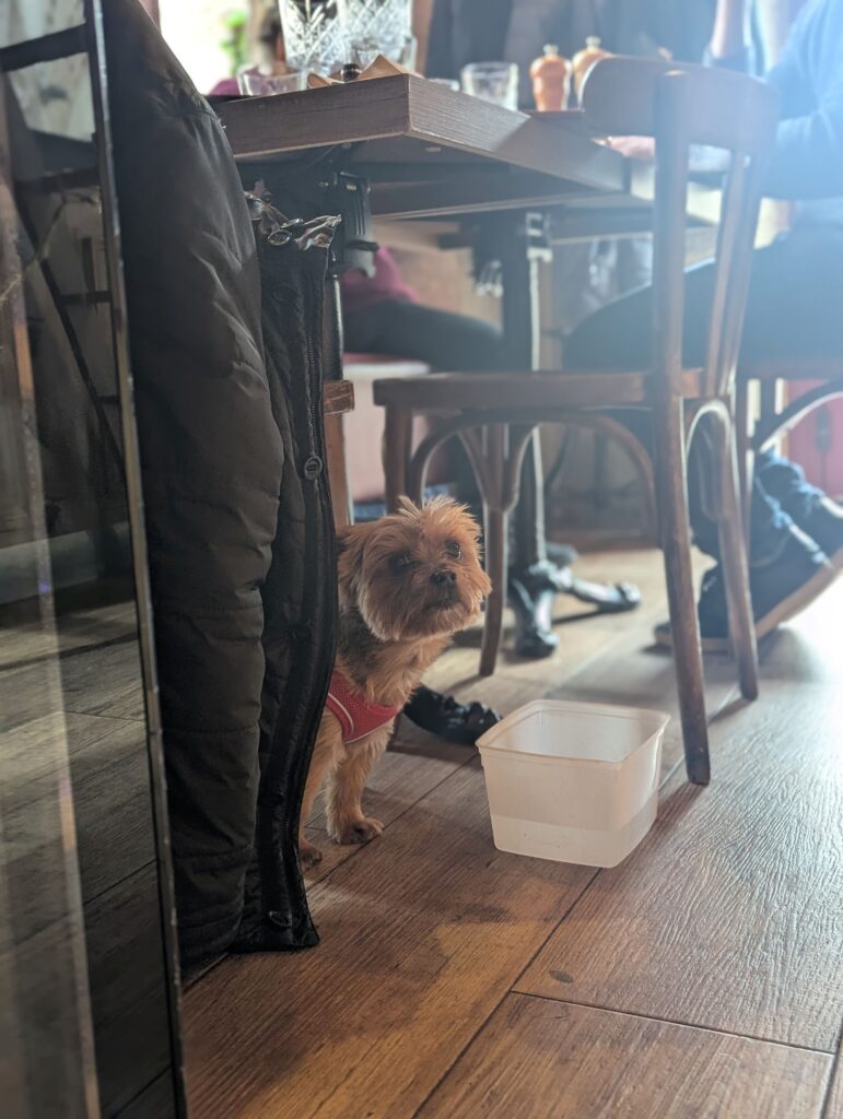 Petit chien au restaurant avec une gamelle d'eau