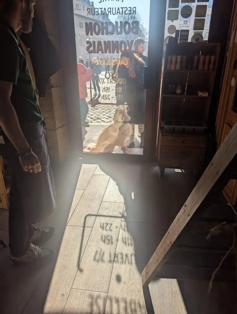 Gros chien qui attend devant la porte du restaurant